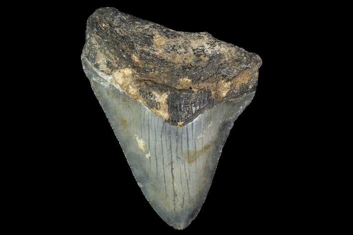 Bargain, Fossil Megalodon Tooth - North Carolina #91678